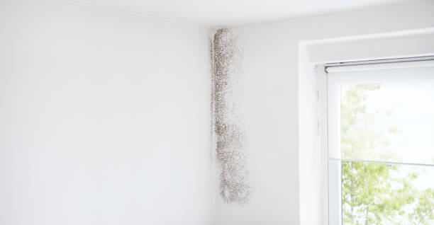 Best Air Quality Testing for Mold Spores  in Flomaton, AL